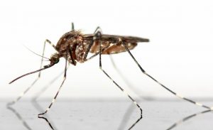 יתושים מאוייבים לשכנות טובה האפשרי?