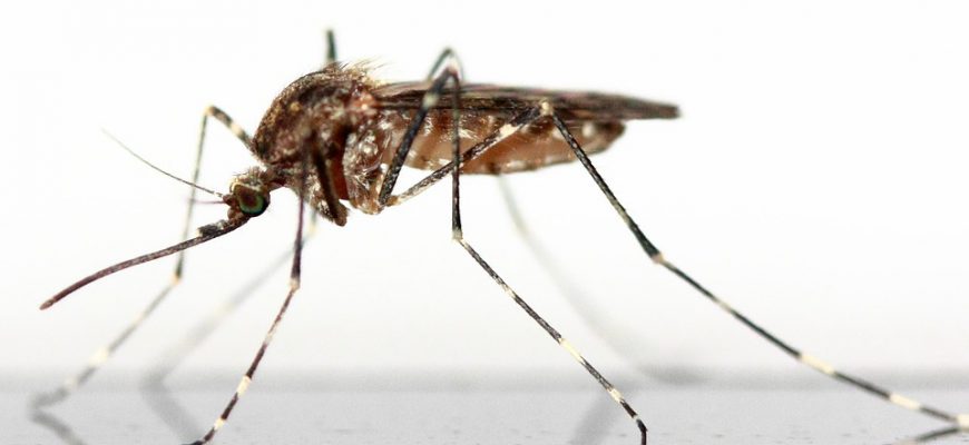 איך להרחיק יתושים באופן ידידותי לנו ולסביבה